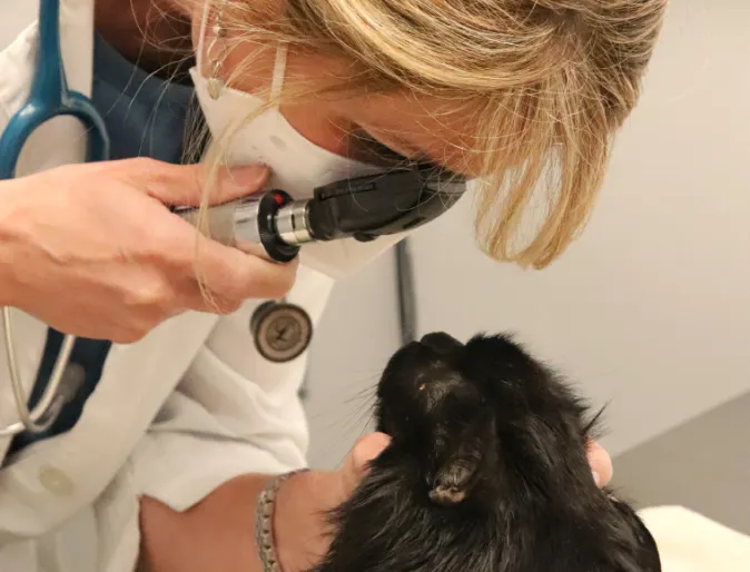 Veterinarian performing an eye exam on a black cat.